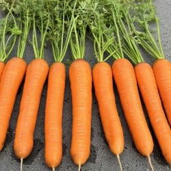 Beluga F1 (BB CAR 0565)