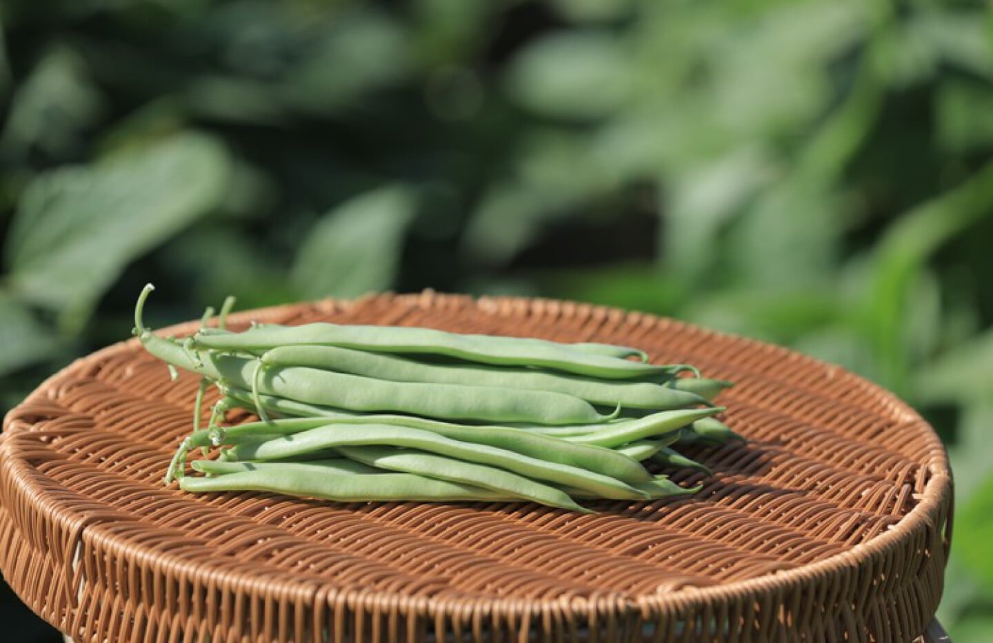 Evia bean (0919)